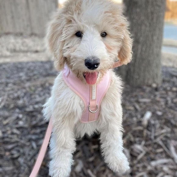 PETsRUS Premium No Pull Dog Harness 2 Leash Clips Baby Pink Leather Neoprene - Picture 7 of 9